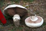 fungi images: Agaricus bernardii